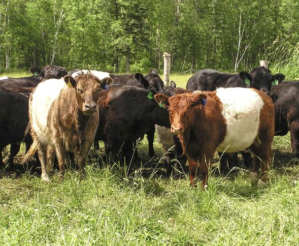 Beef cattle on pasture