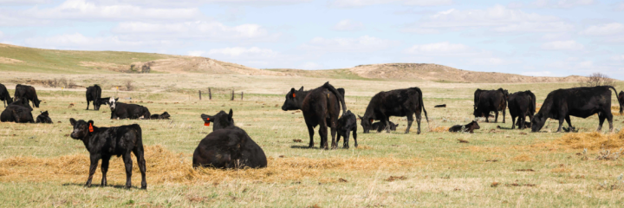 Regenerative ranching 1.png