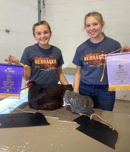 Chicken Breeds Plymouth Rock (2).jpg