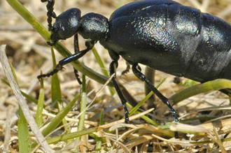 Blister beetle
