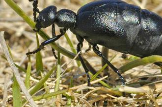 blister bugs in alfalfa hay