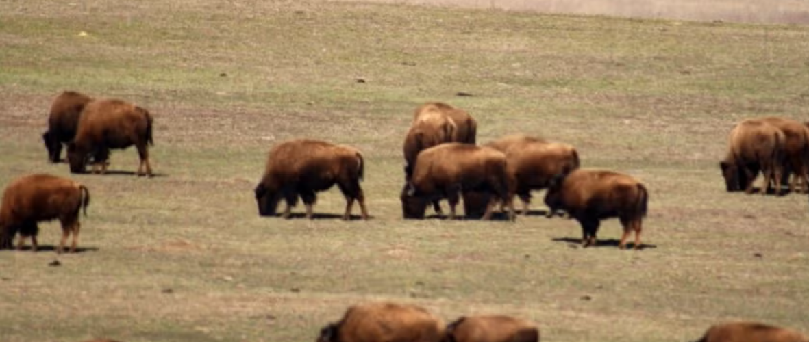Bison