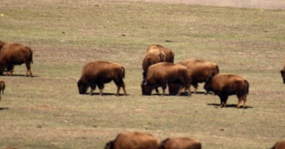 Bison may not have future on Great Plains