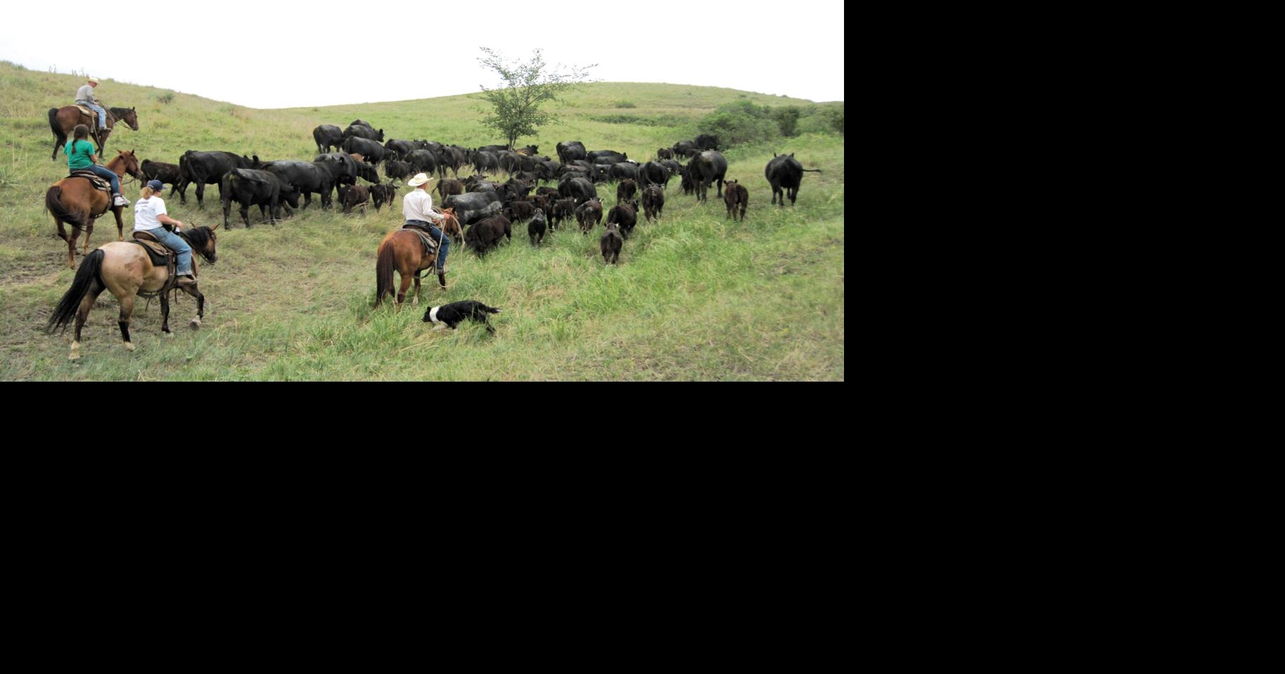 South Dakota ranch makes a mark in the Maine Anjou world