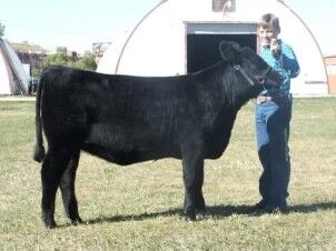 LZ Livestock - Kip.jpg