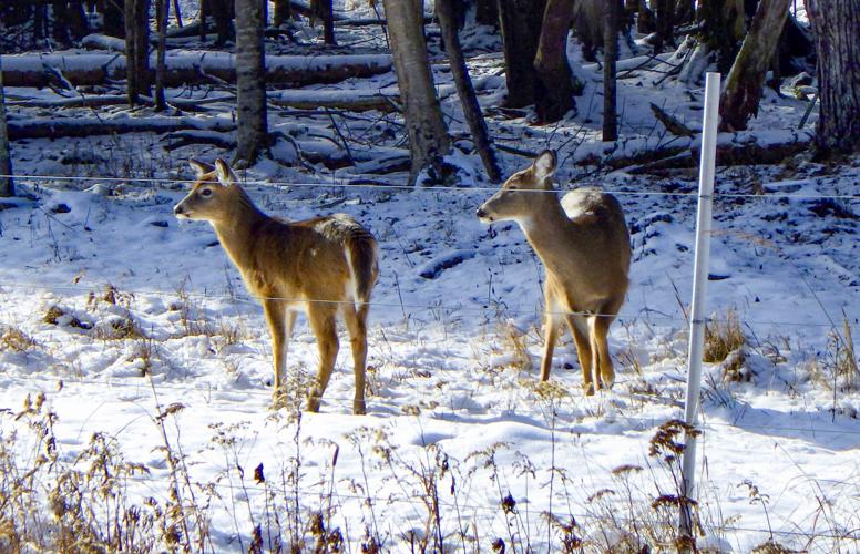 Deer