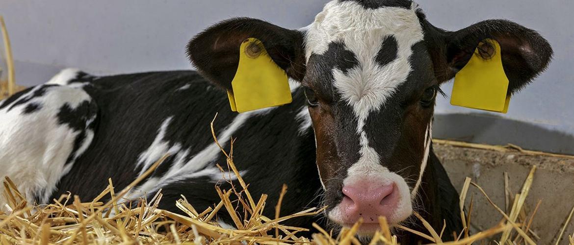 Dairy Holstein calf in straw
