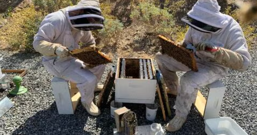 Honeybee colonies