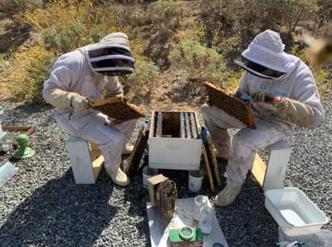 Honeybee colonies