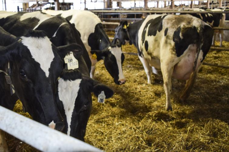 Cows in maternity pen