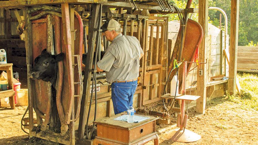 Cow-calf operation's vaccine program pays off in premiums ...