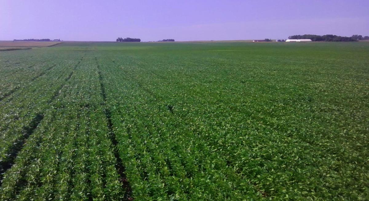 Soybean field
