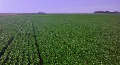 Soybean field