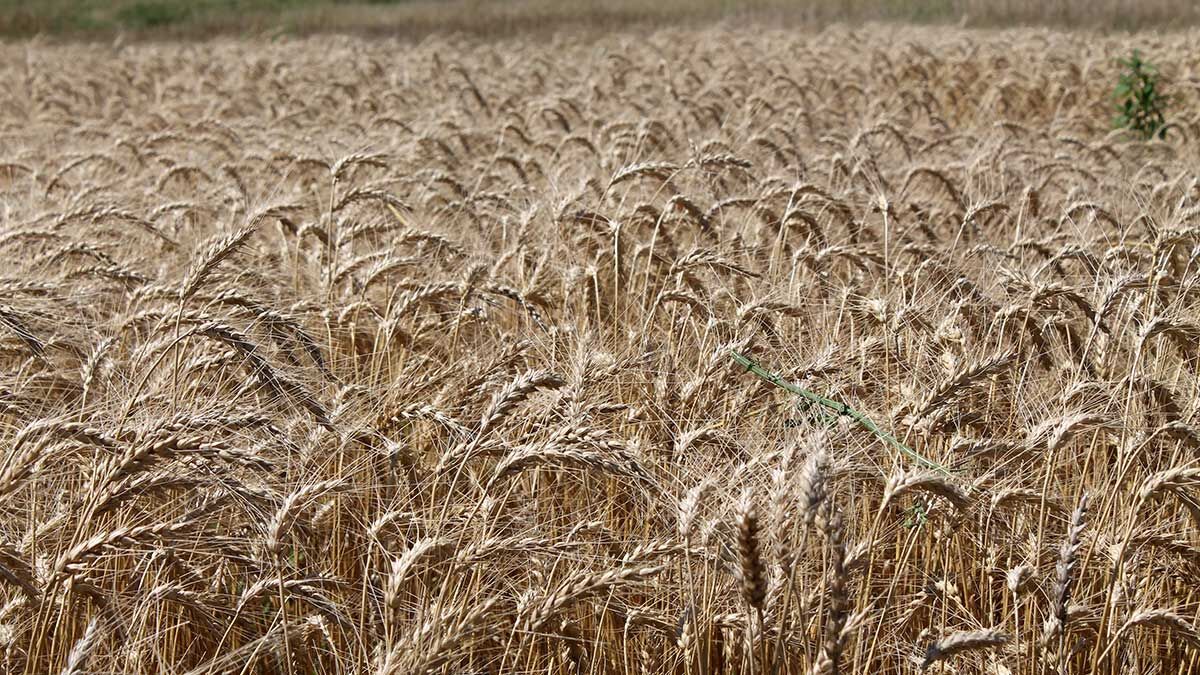 Wheat file photo