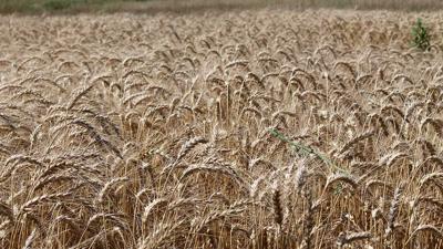 Wheat file photo
