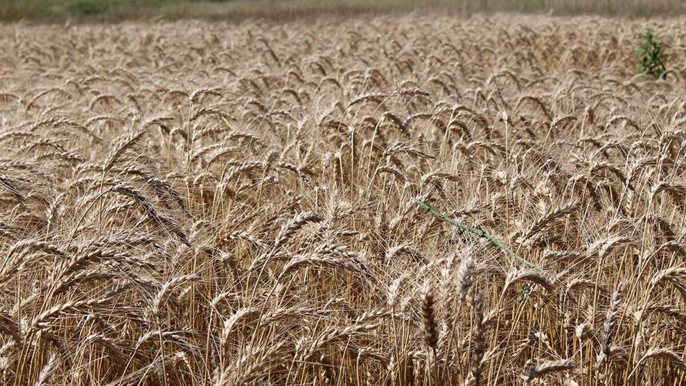 Wheat breeders work to achieve victory over biggest threat