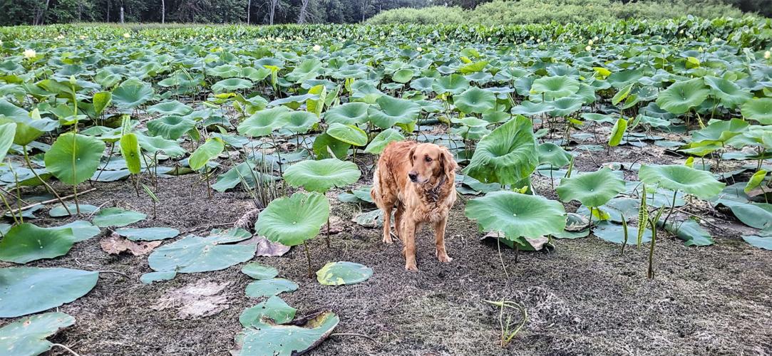 Red and lily pads