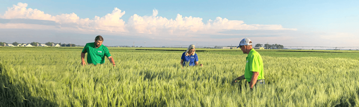 hybrid wheat
