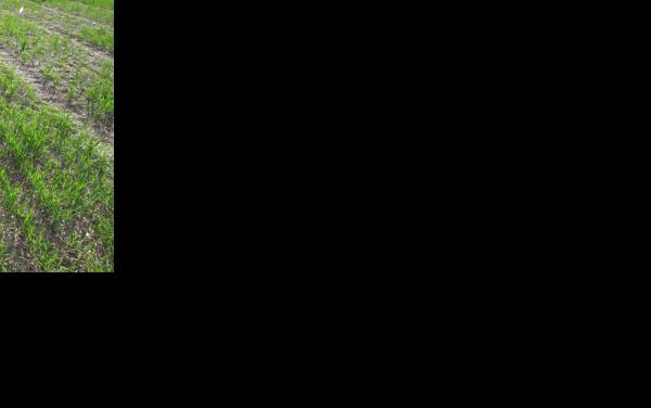 Wheat seed treatment