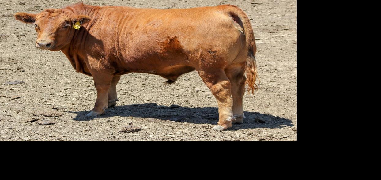 Beef