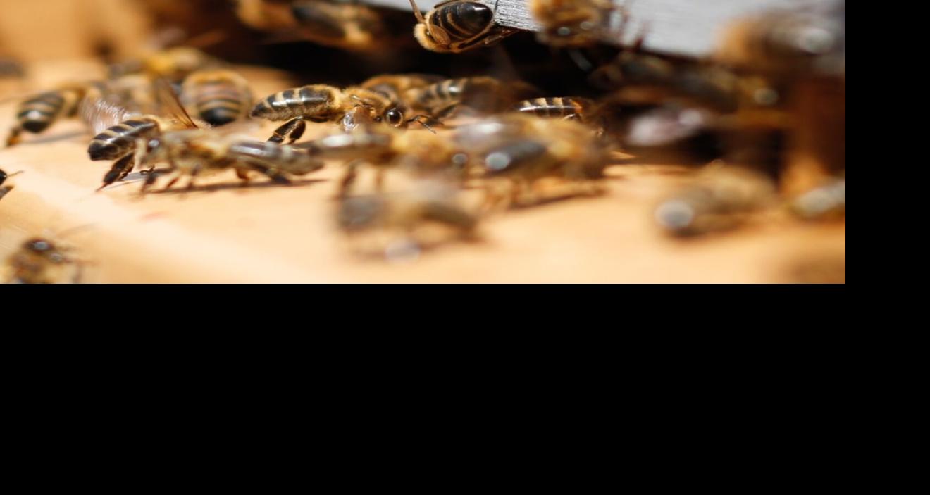 Honey bees