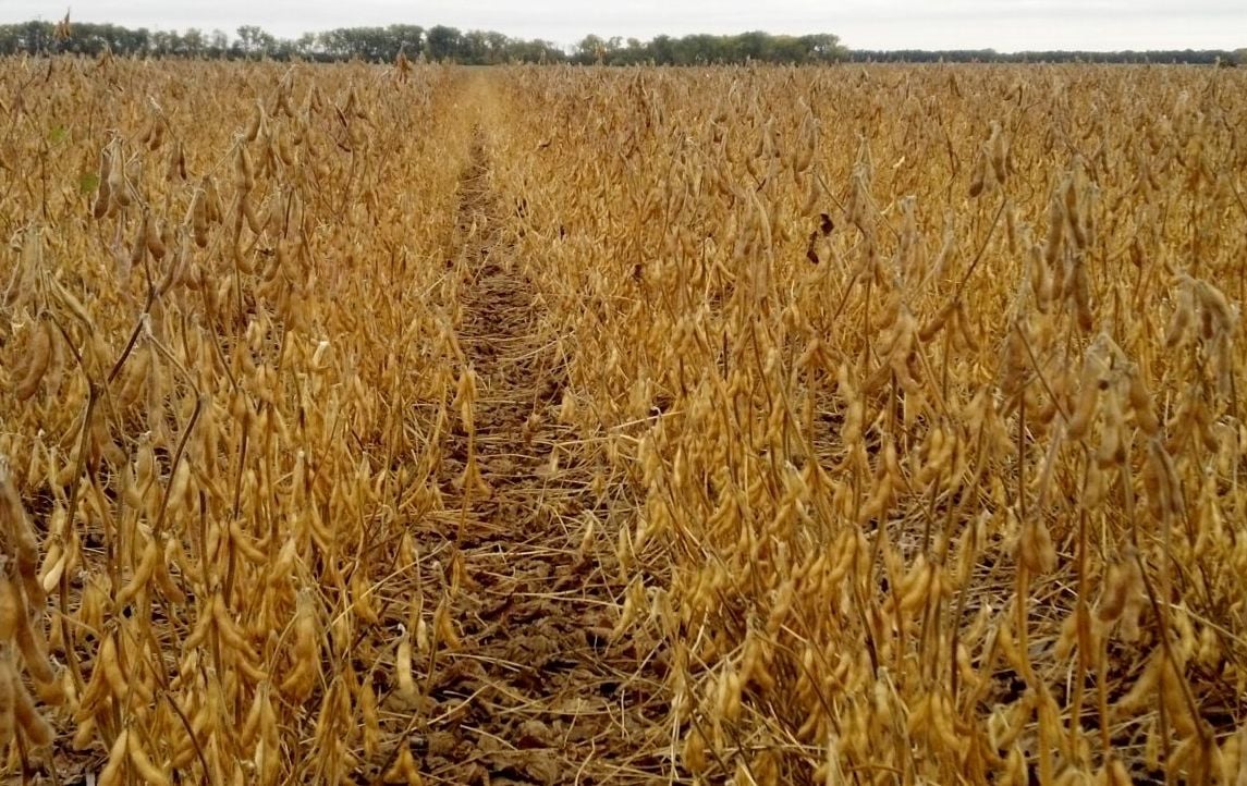 Soybeans standing in field (copy)
