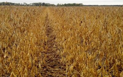 Soybeans standing in field (copy)