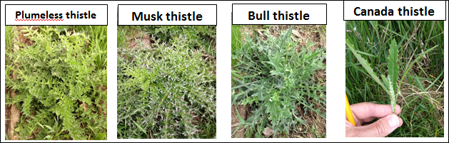 Four thistles side by side
