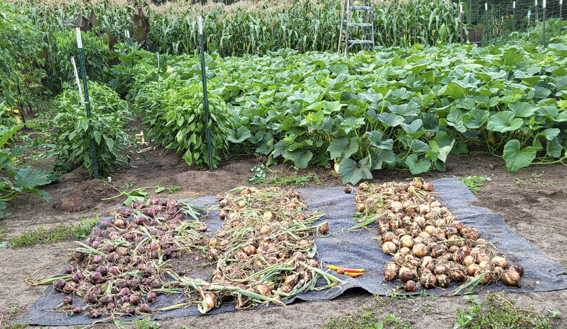Onions