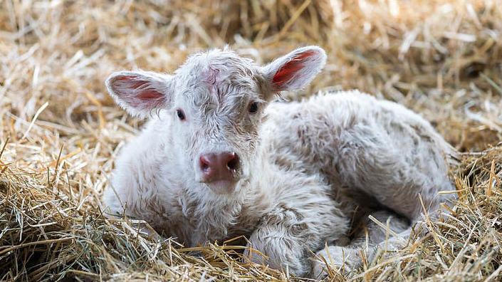 Calf in bedding