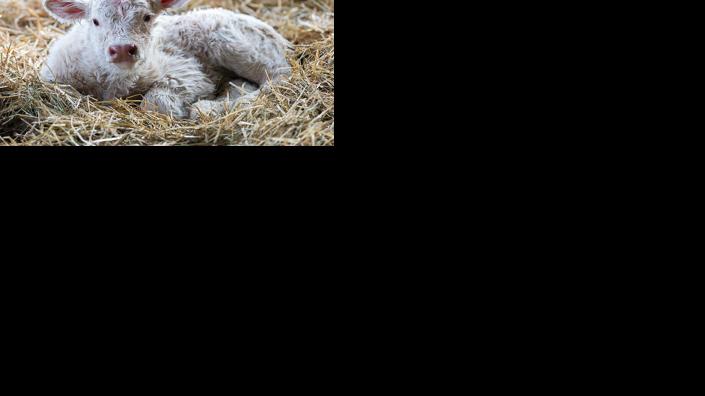 Calf in bedding