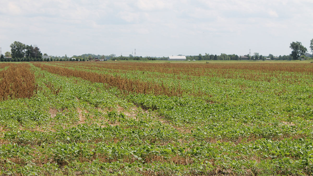 Double crop wheat and soybeans