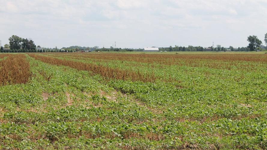 Double crop wheat and soybeans