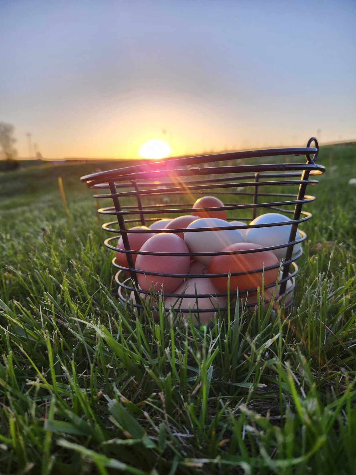 Fresh Harvest by Erma Evans of Stewartsville