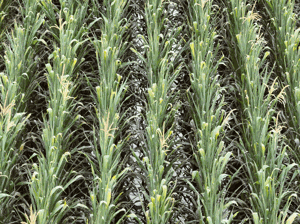 Hillebo-frm-flood-corn-2.gif