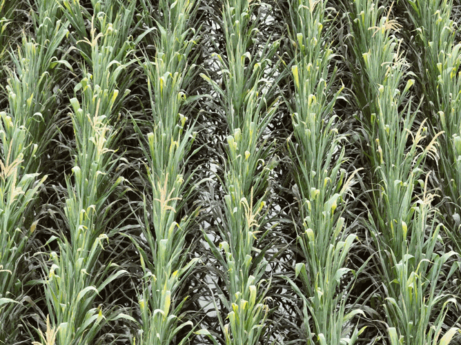 Hillebo-frm-flood-corn-2.gif