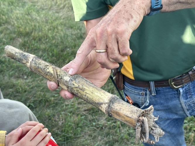 FHB in corn residue