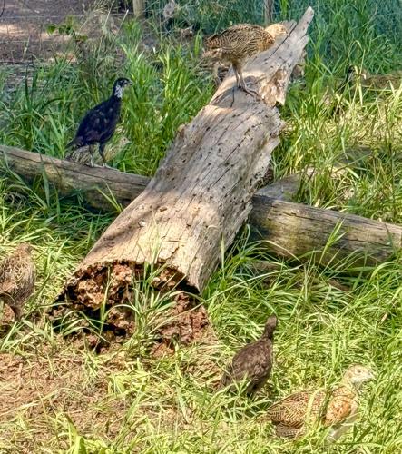 Pheasants