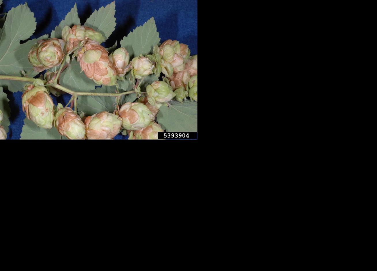 Hop cones with powdery mildew
