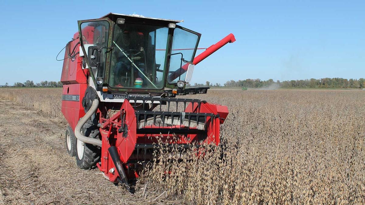 harvests a soybean test plot