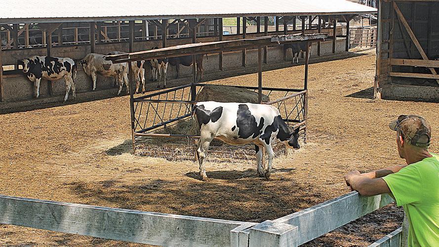 Jason Diekemper checks out part of his dairy herd.
