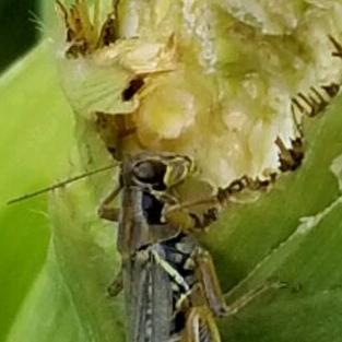 Grasshopper