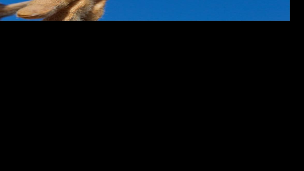 Confusion surrounds release of Liberty Link HPPD tolerant soybean