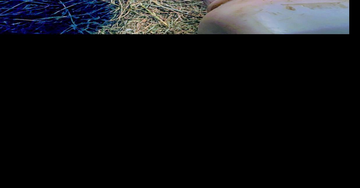 Calf drinks from bottle