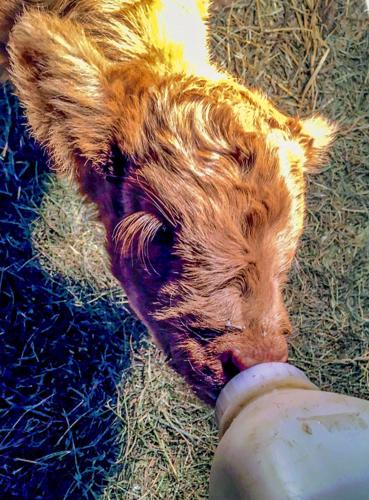 Calf drinks from bottle