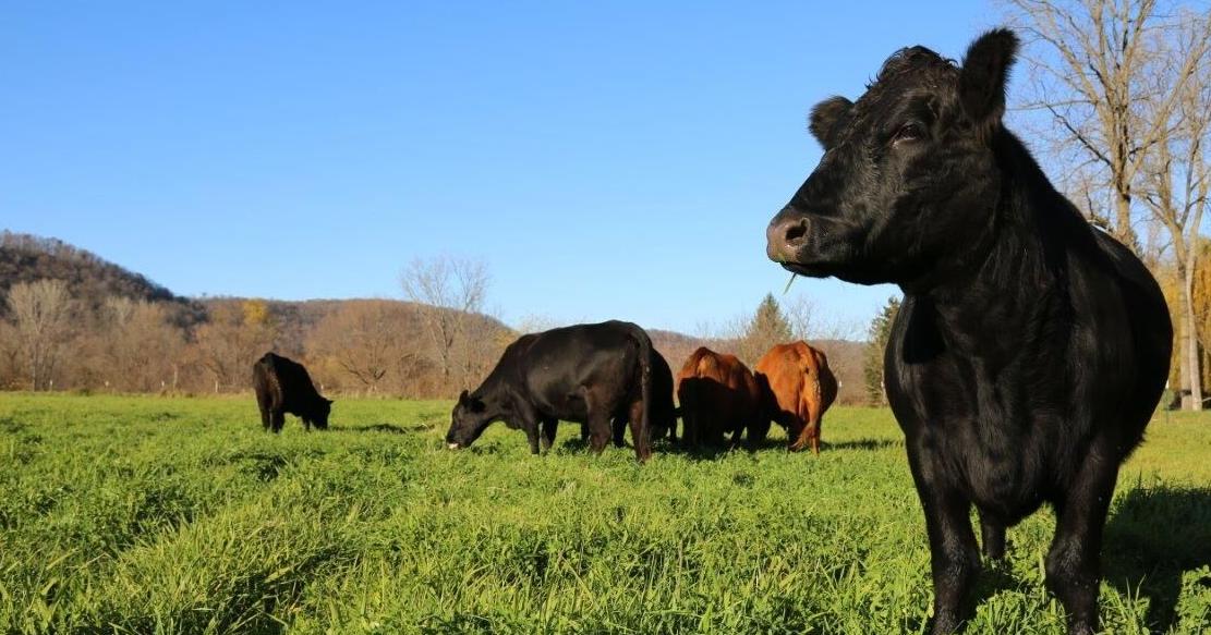 Rotational grazing amounts to more than moving cattle