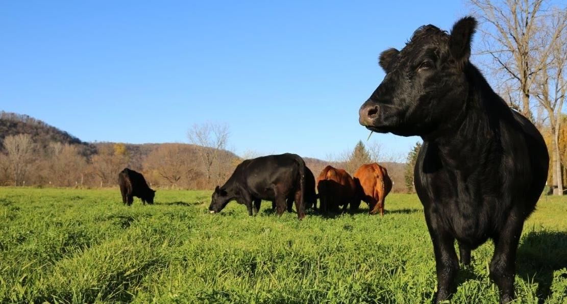 Beef cattle on pasture
