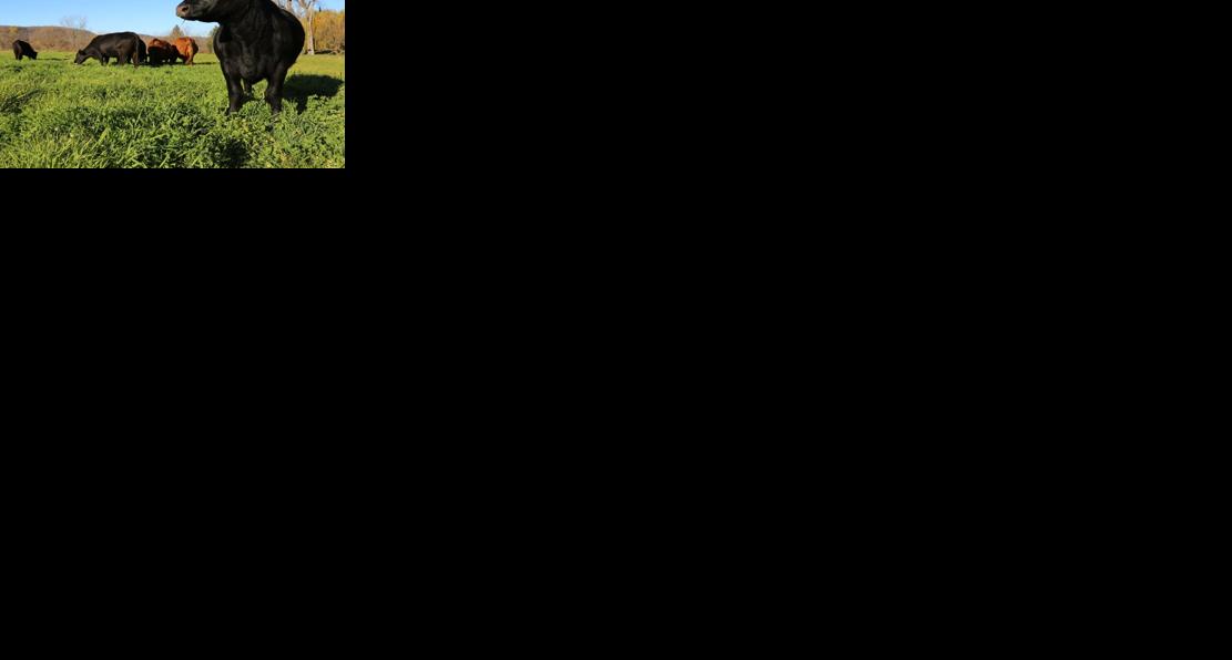 Beef cattle on pasture