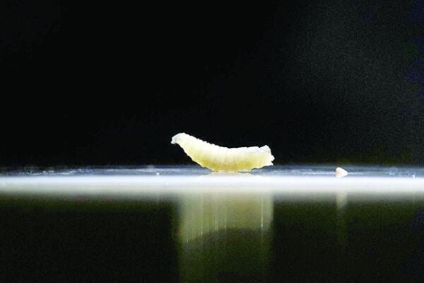 Screwworm