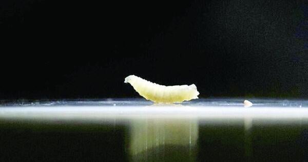 Montana Department of Livestock and MSU Extension issue guidance after New World screwworm detected in Texas